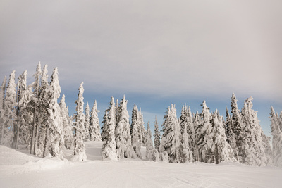 Snowy Mt. Hood Oregon Trees